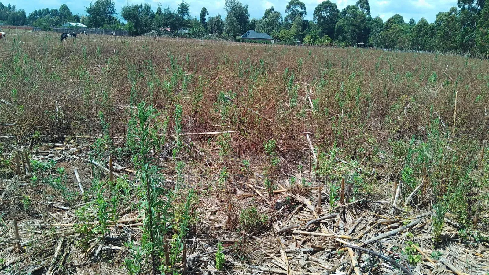 2 Acres Kapbindani After Uoe With Title