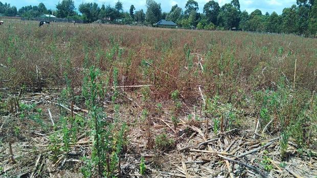 2 Acres Kapbindani After Uoe With Title - thumbnail 3