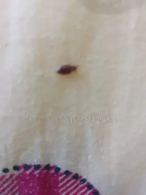 Bedbugs Control