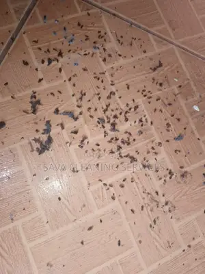 Bedbugs Control
