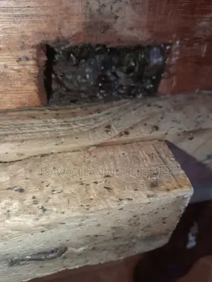 Bedbugs Control