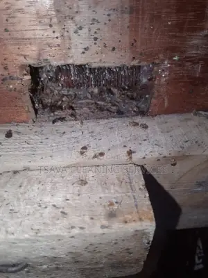 Cockroaches,Mosquitoes