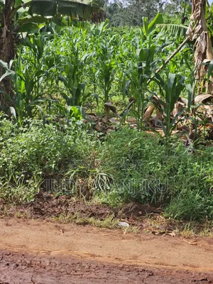 Gatundu Githaruru