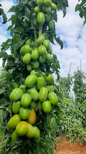 Tomato Seedlings