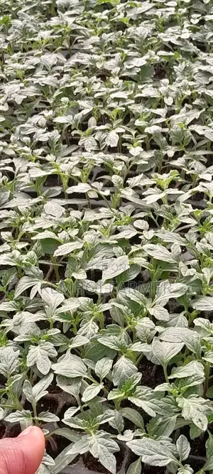 Tomato Seedlings