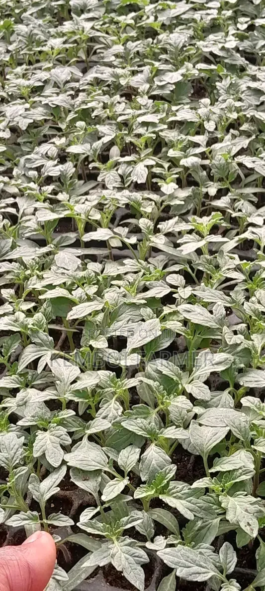 Tomato Seedlings