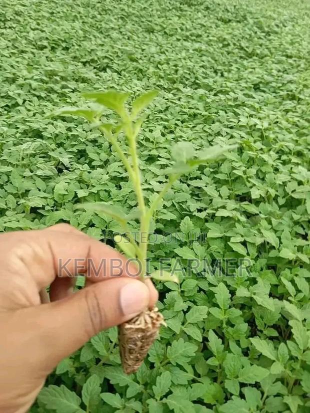 Tomato Seedlings - thumbnail 3