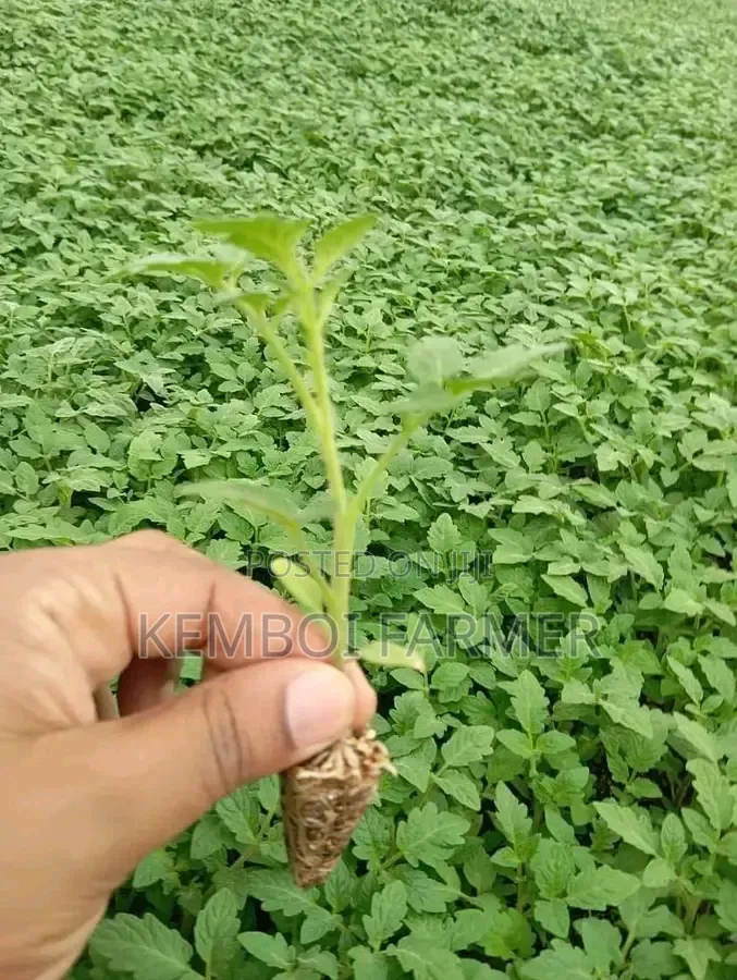 Tomato Seedlings