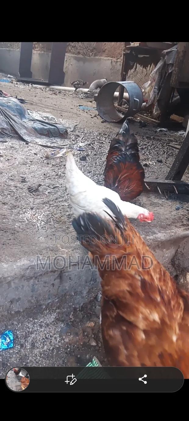 Poultry Farm