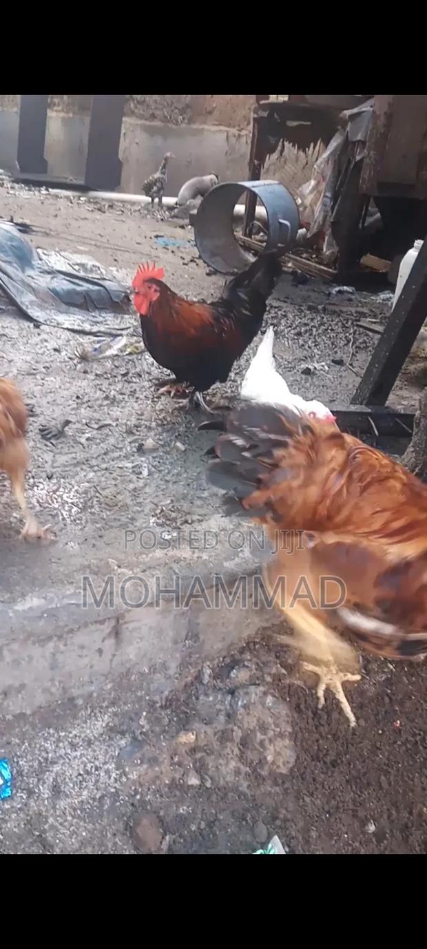 Poultry Farm - thumbnail 2