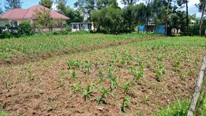 0.04ha Prime Plot for Sale at Otonglo Kisumu