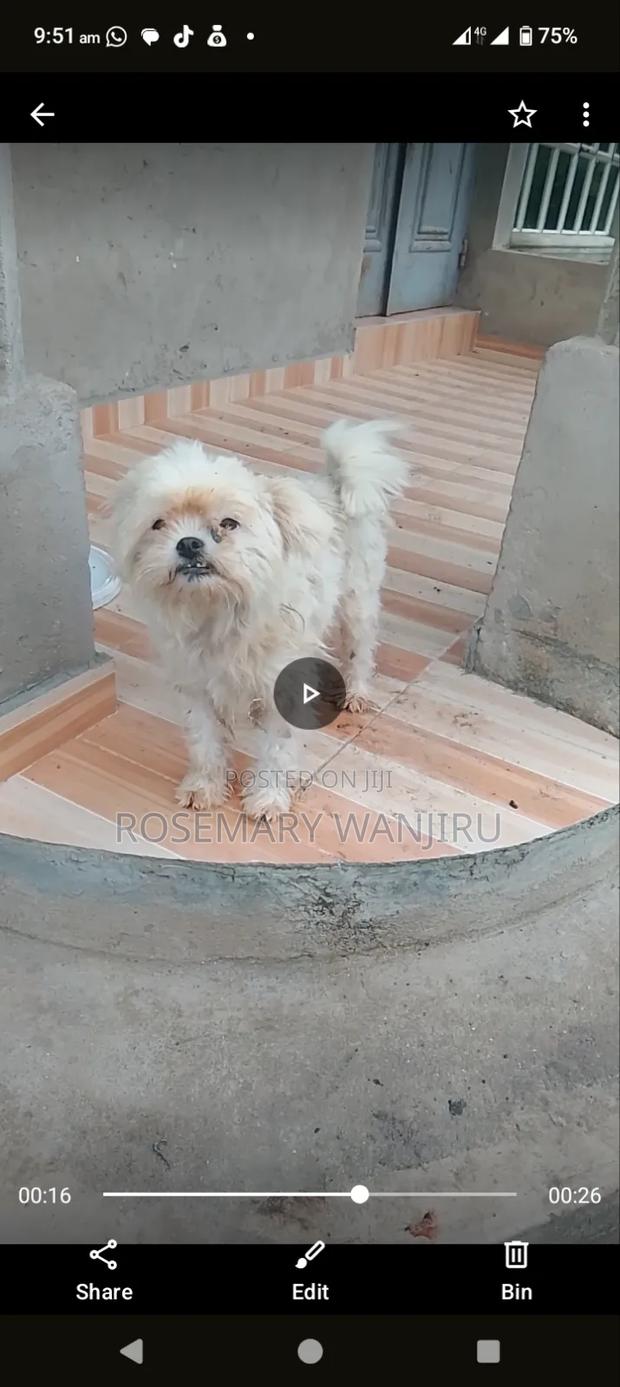 6-12 months Female Purebred Maltese