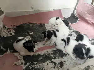 0-1 month Female Purebred Maltese