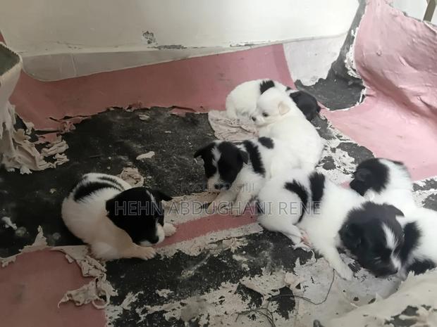 0-1 month Female Purebred Maltese