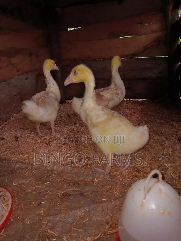 Chinese Goslings
