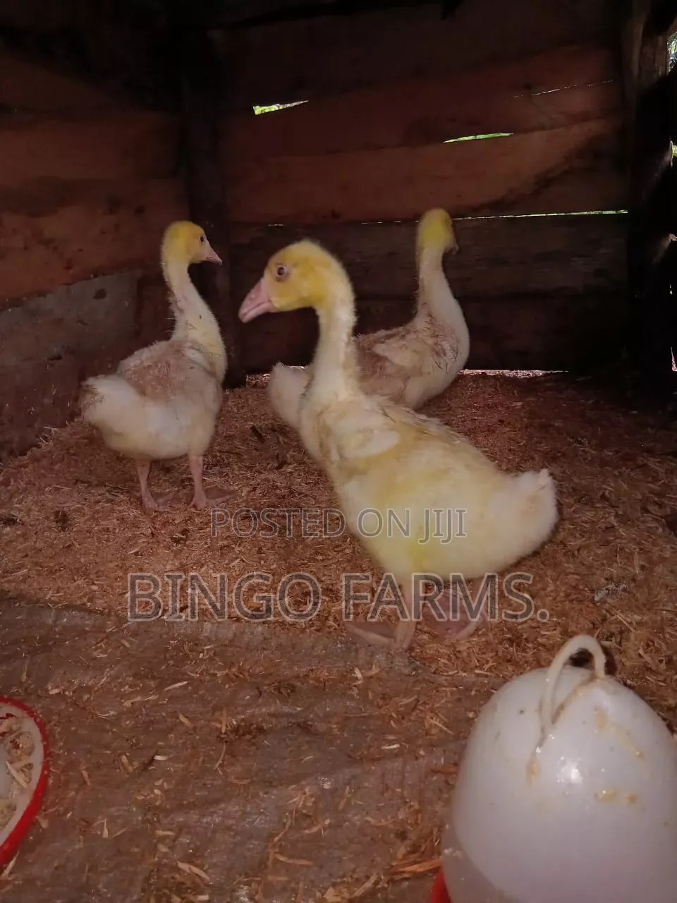 Chinese Goslings
