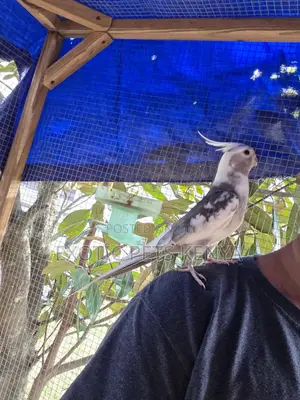 Trained Cockatiels