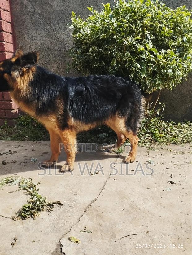 1+ year Female Purebred German Shepherd - thumbnail 2