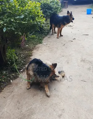 1+ year Female Purebred German Shepherd
