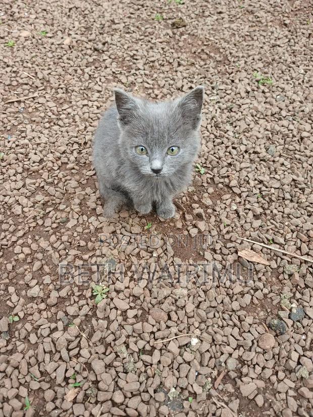 1-3 months Female Purebred American Shorthair - thumbnail 3
