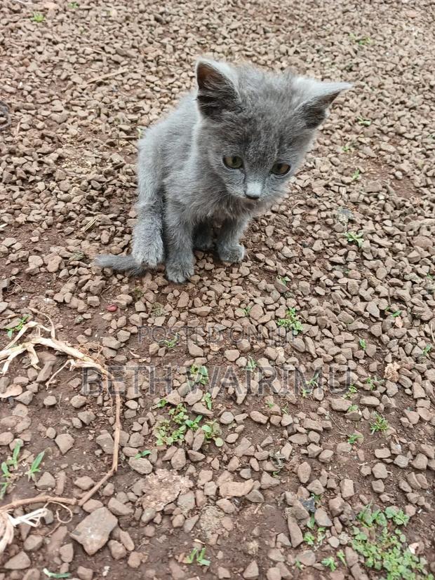 1-3 months Female Purebred American Shorthair - thumbnail 4