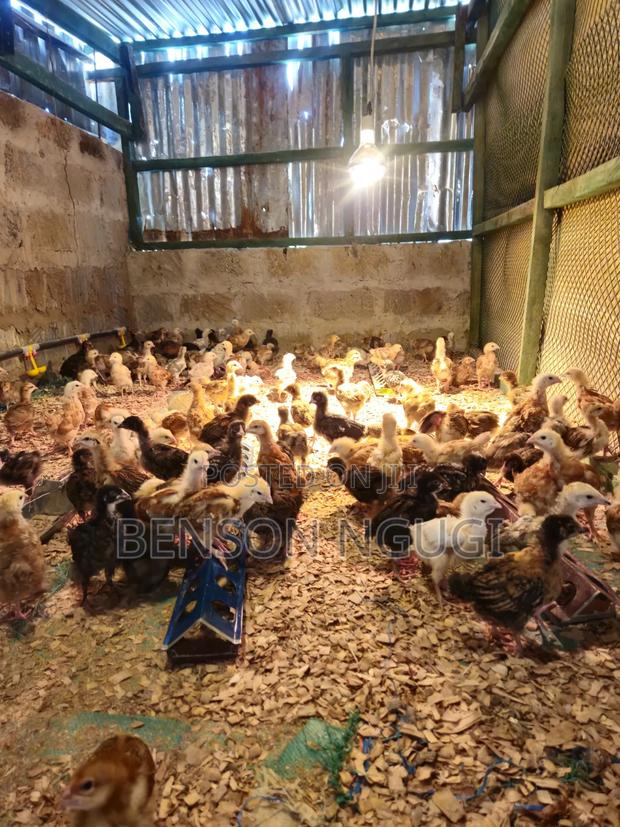 Chicks Chicken. Pure Kienyeji - thumbnail 3