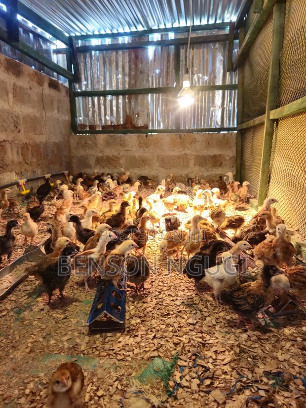 Chicks Chicken. Pure Kienyeji - thumbnail 5