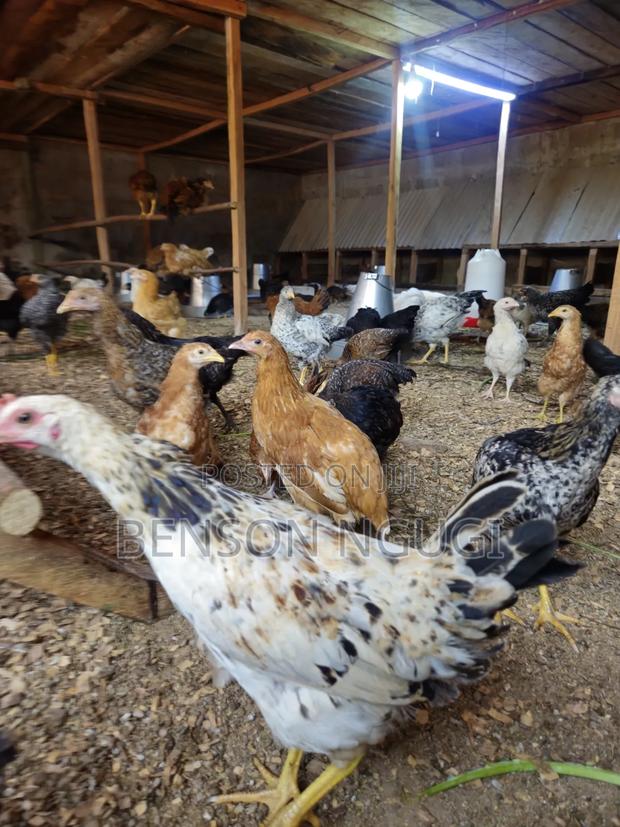 Chicks Chicken. Pure Kienyeji - thumbnail 2