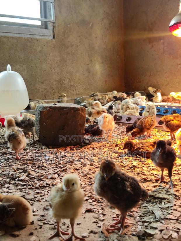 Chicks Chicken. Pure Kienyeji - thumbnail 7