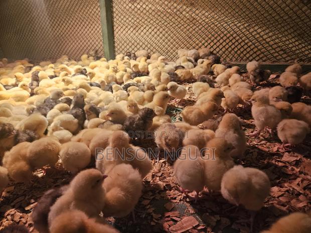 Chicks Chicken. Pure Kienyeji