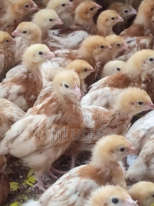 4 Weeks Old Commercial Layers Chicks