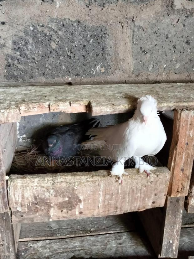 Healthy, Vaccinated Pigeons for Sale. Call/Whatsapp