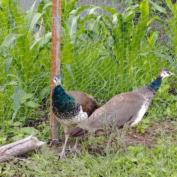 Peacock Mature