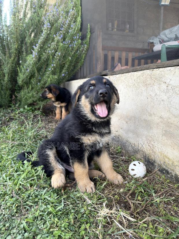 1-3 months Male Purebred German Shepherd