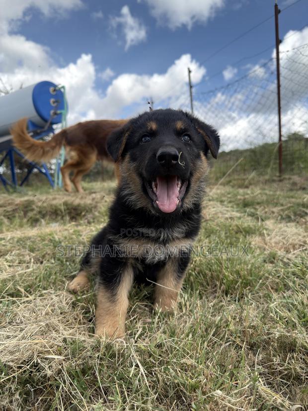 1-3 months Male Purebred German Shepherd - thumbnail 7