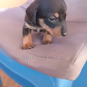 0-1 month Male Purebred Dachshund