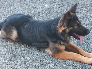 1+ year Male Purebred German Shepherd
