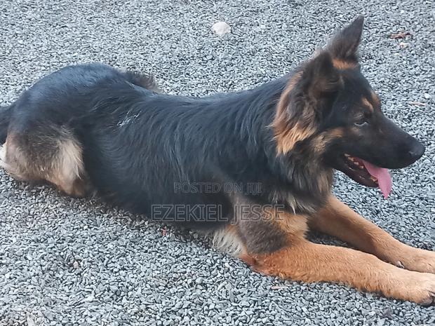 1+ year Male Purebred German Shepherd - thumbnail 2