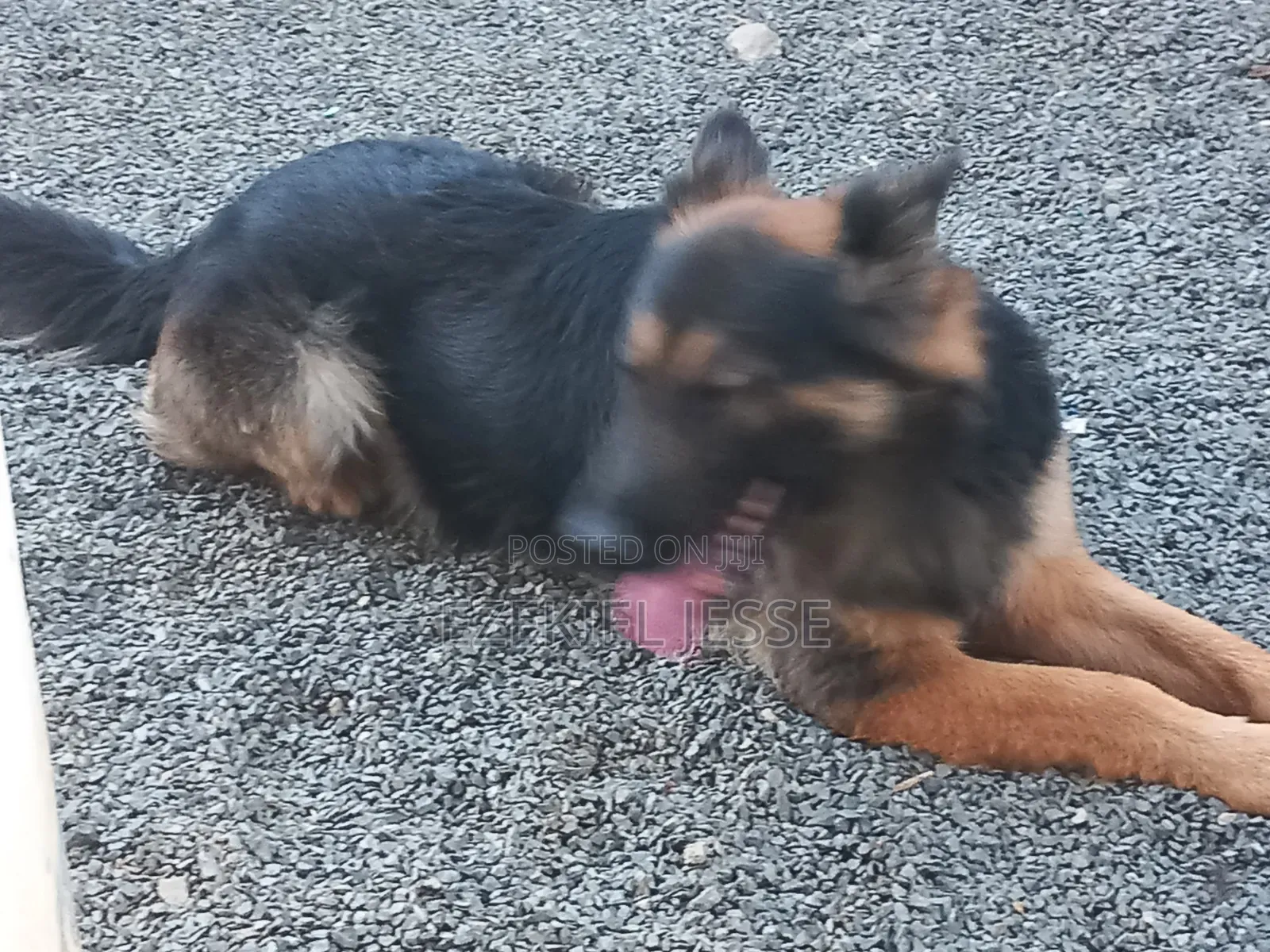 1+ year Male Purebred German Shepherd