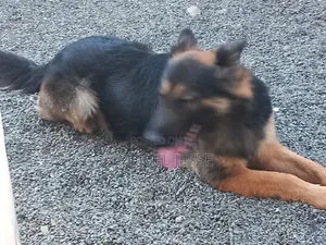 1+ year Male Purebred German Shepherd
