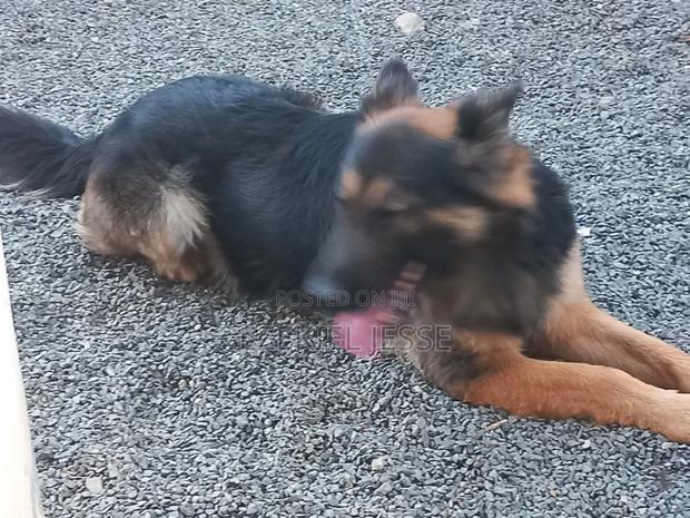 1+ year Male Purebred German Shepherd - thumbnail 3