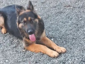 1+ year Male Purebred German Shepherd