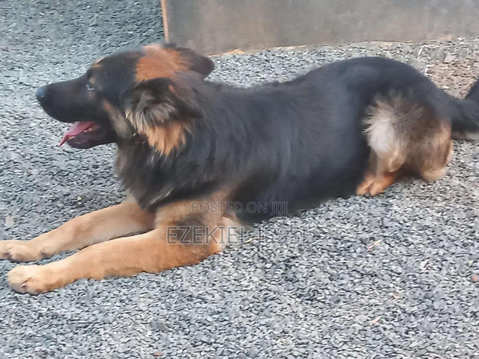 1+ year Male Purebred German Shepherd