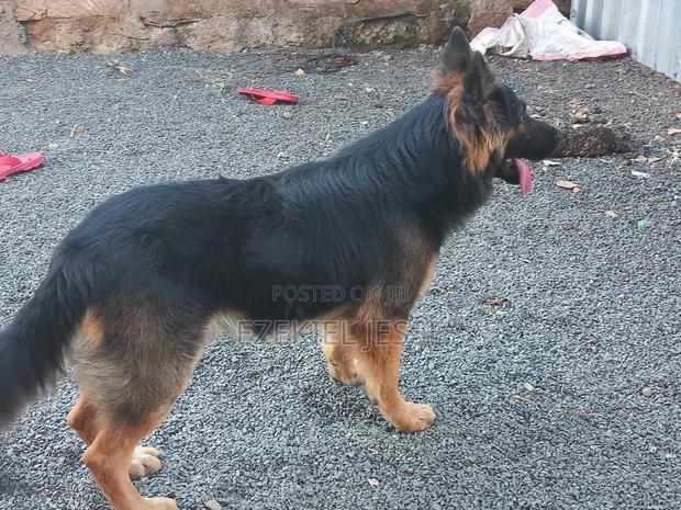 1+ year Male Purebred German Shepherd - thumbnail 6
