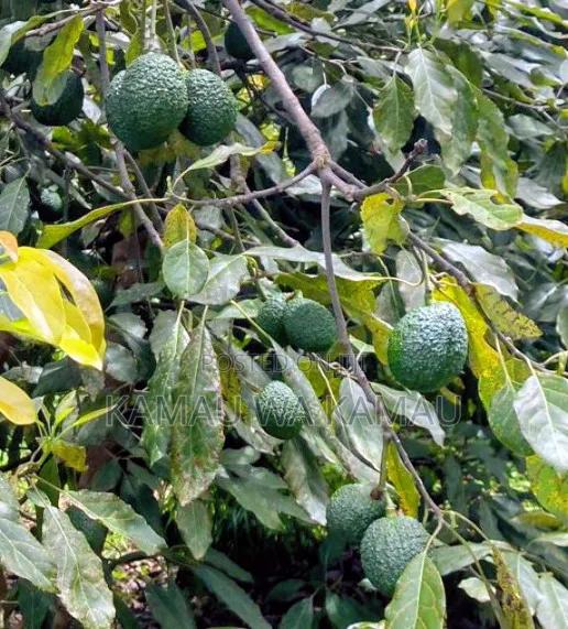 Avocado for Sale. Wholesale