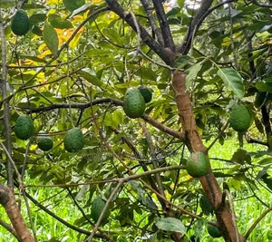 Avocado for Sale. Wholesale