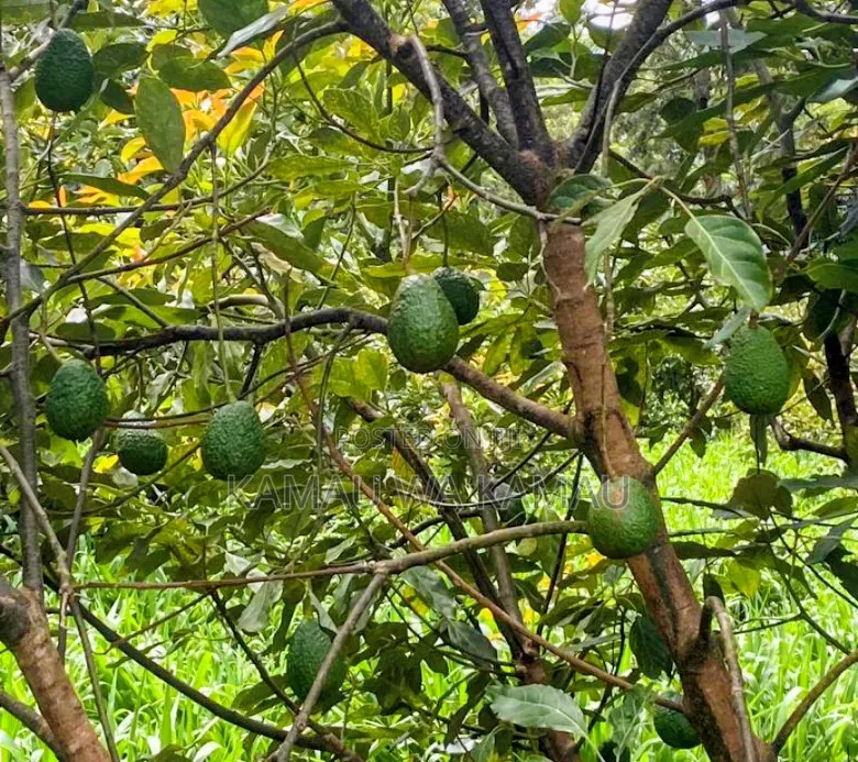 Avocado for Sale. Wholesale