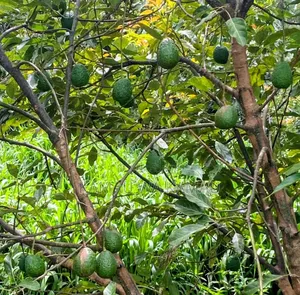 Avocado for Sale. Wholesale