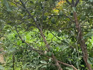 Avocado for Sale. Wholesale