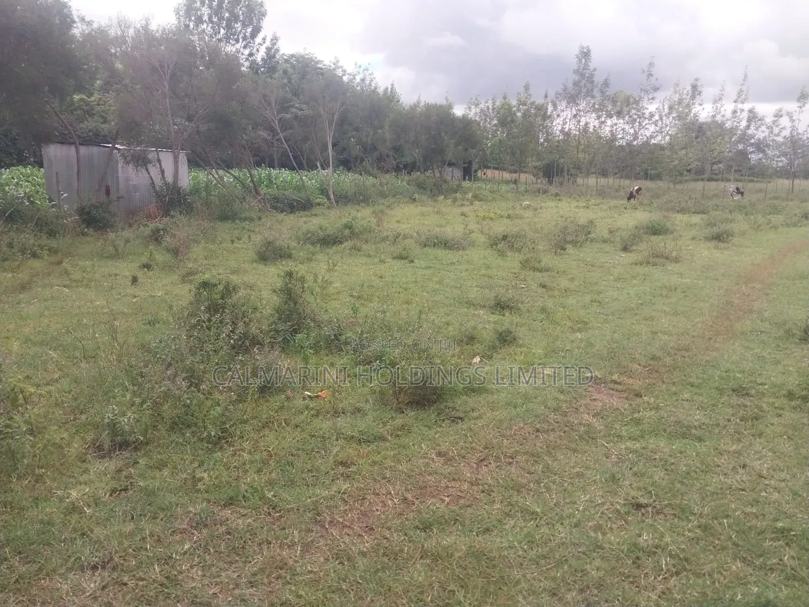 Distress Sale! 1/8 Acre Plot in a Gated Estate Off Thika Superhighway